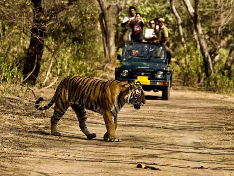 Wildlife Tiger Tours